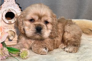 Aurora - puppy for sale