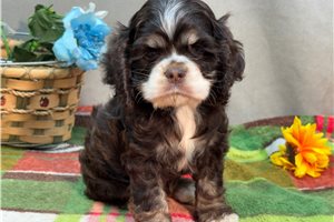 Klaus - Cocker Spaniel for sale
