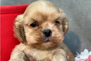 Lulu - Cocker Spaniel for sale