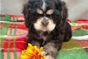 Klaus - Cocker Spaniel for sale