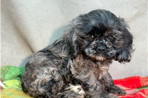 Mateo - Cocker Spaniel for sale