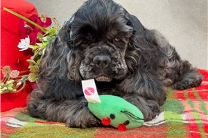 Mateo - Cocker Spaniel for sale