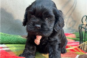Zoey - Cocker Spaniel for sale