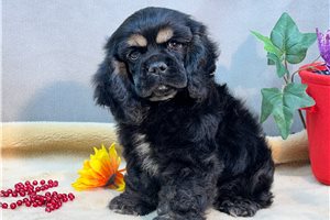 Jonathan - puppy for sale
