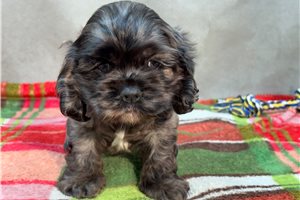 Mateo - Cocker Spaniel for sale