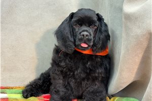 Francisco - Cocker Spaniel for sale