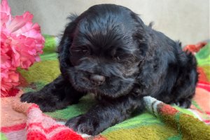 Keenan - puppy for sale