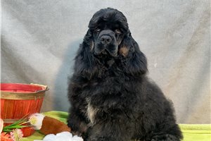 Rowan - puppy for sale