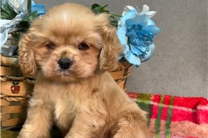 Lulu - Cocker Spaniel for sale