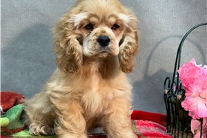 Lulu - Cocker Spaniel for sale