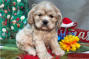Flora - Cocker Spaniel for sale
