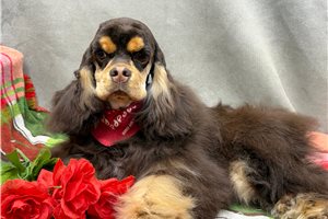 Hudson - Cocker Spaniel for sale