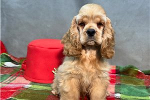 Lulu - Cocker Spaniel for sale