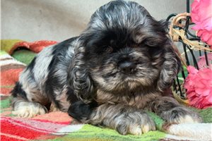 Zelda - puppy for sale