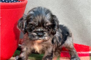 Margaux - Cocker Spaniel for sale
