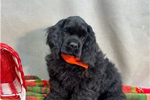 Felix - Cocker Spaniel for sale