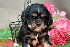 Kurt - puppy for sale