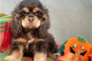 Henry - puppy for sale