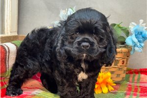 Keenan - Cocker Spaniel for sale