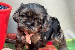 Mona - Cocker Spaniel for sale