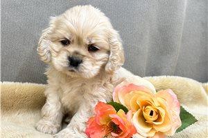 Barney - puppy for sale