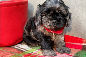 Marshall - Cocker Spaniel for sale