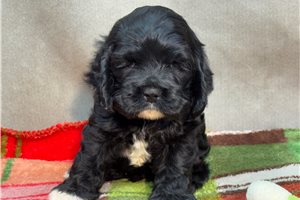 Koen - puppy for sale