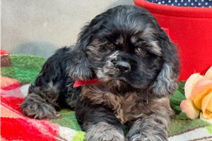 Marshall - Cocker Spaniel for sale