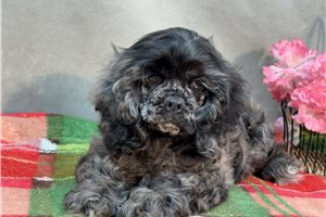 Mateo - Cocker Spaniel for sale