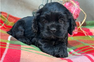 Zola - puppy for sale