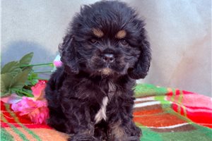 Hannah - puppy for sale
