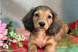 Darvin - Dachshund, Mini for sale