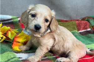 Wisteria - Mini Dachshund for sale