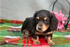 Noah - Dachshund, Mini for sale