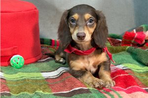 Ruby - Dachshund, Mini for sale