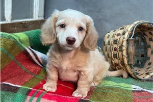 Roman - Dachshund, Mini for sale
