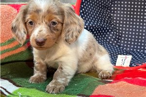 Roma - puppy for sale