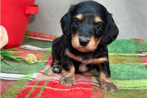 Nicholas - puppy for sale