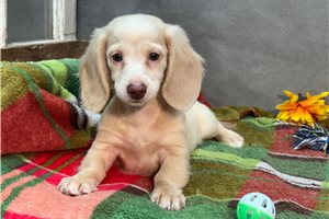 Roxanne - Dachshund, Mini for sale