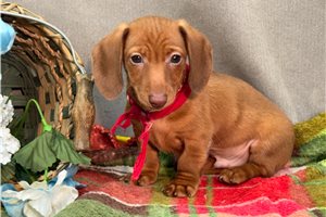 Ivan - Dachshund, Mini for sale