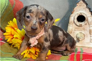 Misty - Dachshund, Mini for sale