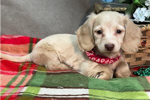 Cody - Dachshund, Mini for sale