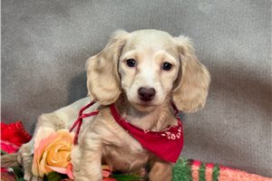 Cody - puppy for sale