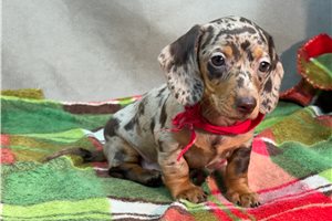 Stirling - Mini Dachshund for sale