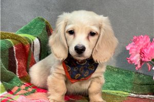 Cruz - Dachshund, Mini for sale