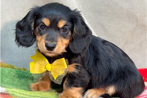 Blaire - puppy for sale