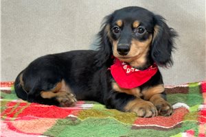 Nasir - Dachshund, Mini for sale