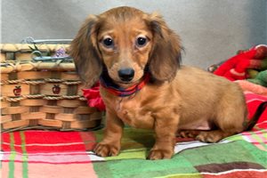 Holiday - Dachshund, Mini for sale