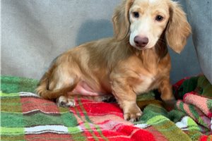 Roman - Dachshund, Mini for sale