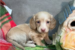 Natalie - puppy for sale